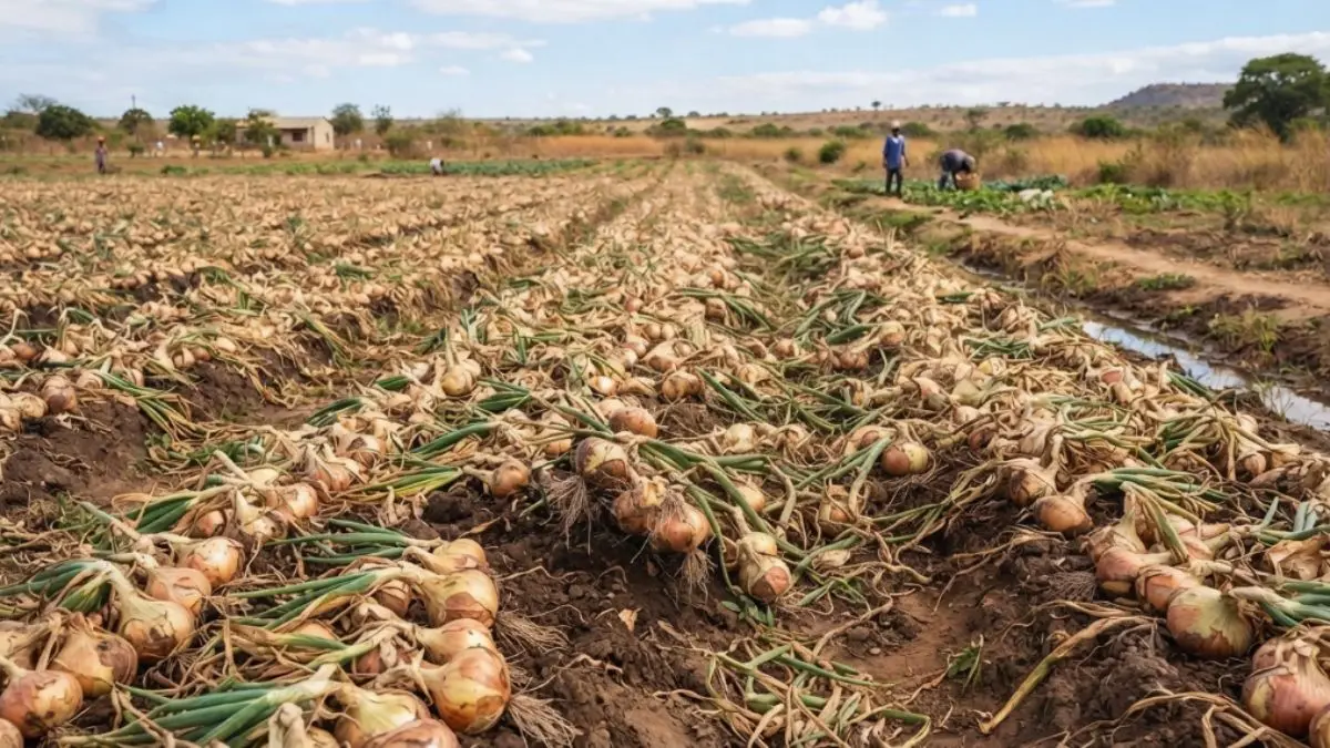 Cebola em Moçambique