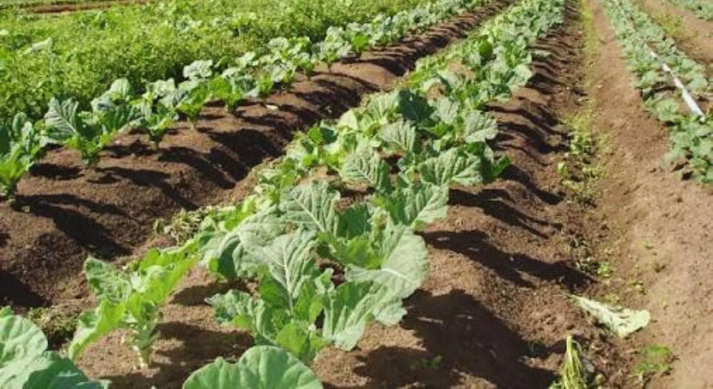 Como plantar couve-manteiga em Moçambique: O guia para colheitas rápidas e lucrativas