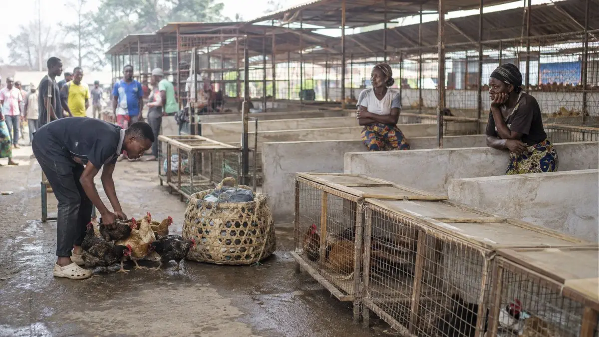 Menos produtores colocam frangos no mercado