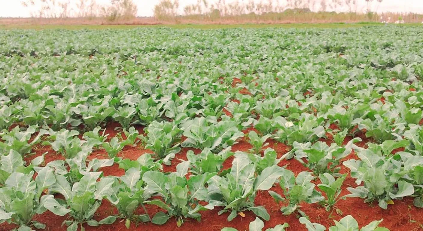Quanto Tempo Leva a Couve para Produzir em Moçambique