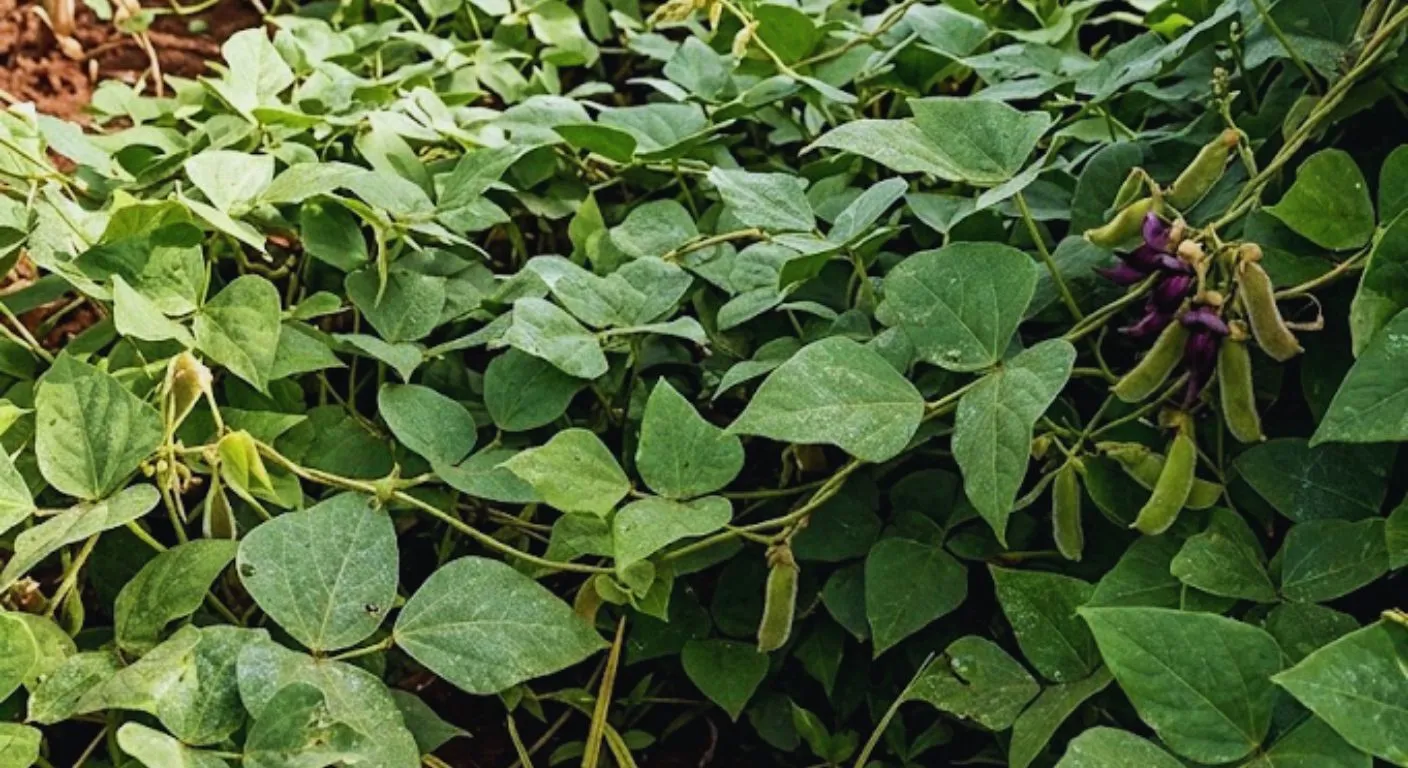 Sabia que esta planta comum em Moçambique ajuda a controlar infestantes quase sozinha?